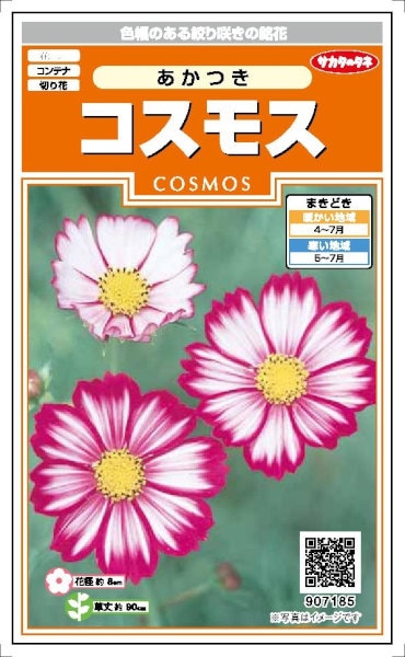 もみ様　曼珠沙華・大判草・たね サカタのタネ コスモス あかつき 2ml 【郵送対応】 | 【メーカー名から