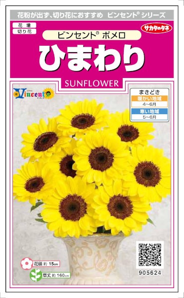 サカタのタネ ひまわり ビンセントポメロ 約15粒 【郵送対応】