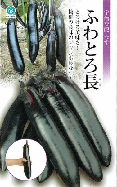 �ݼ�ʥ����դ�Ȥ�Ĺ����35γ ��͹���б���