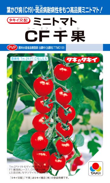 タキイ種苗 ミニトマト CF千果 約16粒【郵送対応】【品種名：TTM019_