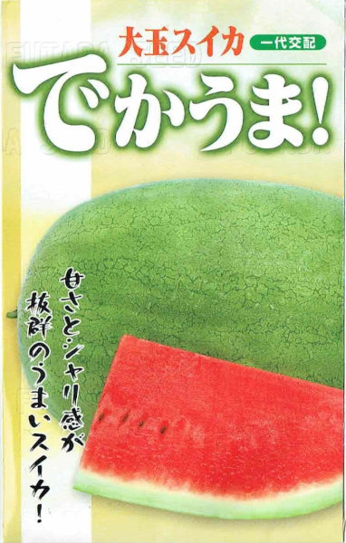フタバ種苗 大玉スイカ でかうま！ 約10粒【郵送対応】 | 【メーカー名