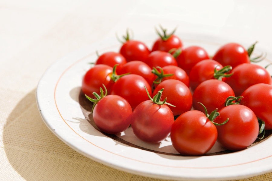 トマト ミニトマト キッズトマト｜WEBカタログ｜未来アグリス株式会社|未来