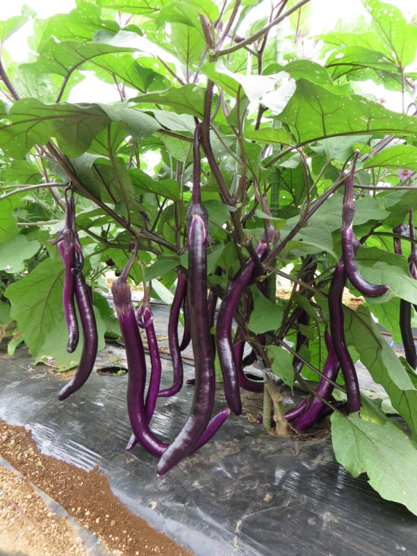 サントリー本気野菜 ナスの苗 「長ナスぶらぶら」9cmポット【4月中旬