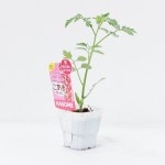 ������Υߥ˥ȥޥ��ġ֤����ޤ�����9cm�ݥåȡڣ�����ܡ�5����ȯ��ʬͽ���