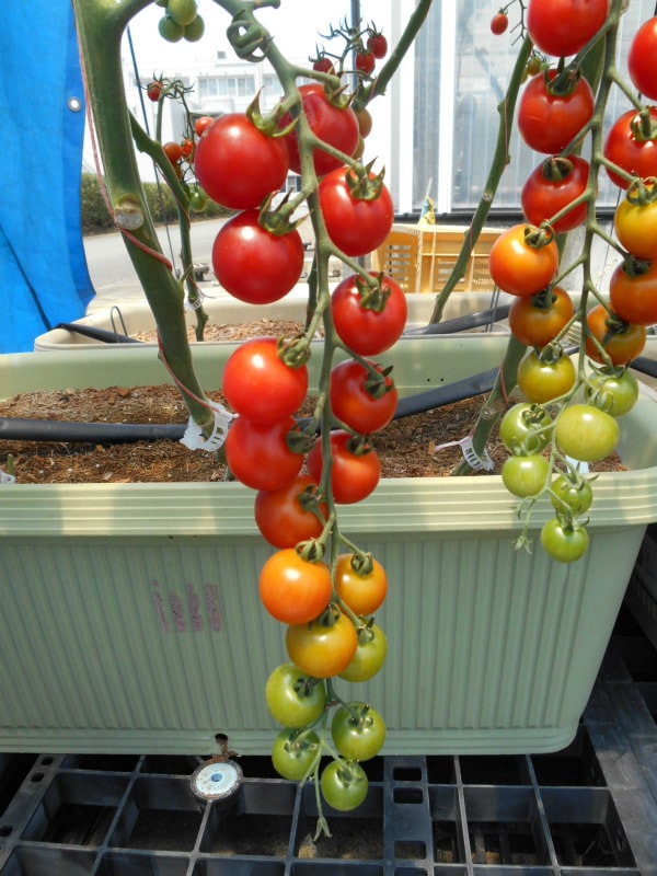 カゴメのミニトマト苗「こあまちゃん」9cmポット【4月中旬～5月上旬