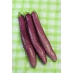 �ȥ������ġ��ʥ����ġ��ʤ����� ���֤�����ѡ�9cm�ݥåȡڣ�����ܡ�5����ȯ��ʬͽ���