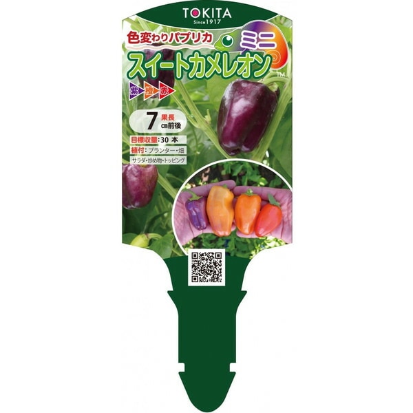ピーマン トキタ種苗 カラーピーマンの苗 「ぷちピーマンゴーオレンジ」9cm