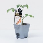 �ȥ������ġ�ǻ̪�ȥޥ��ġ֥ե饬���륪��󥸥���9cm�ݥåȡڣ�����ܡ�5����ȯ��ʬͽ���