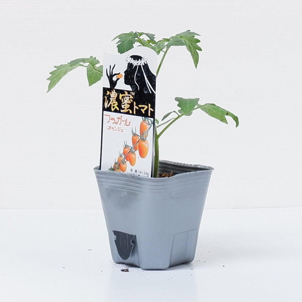 トキタ種苗 濃蜜トマト苗「フラガールオランジェ」9cmポット【4月中旬