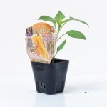 ե롼ƥԡޥ֥ȥѥ ɤġ9cmݥåȡڣܡ5ȯʬͽ