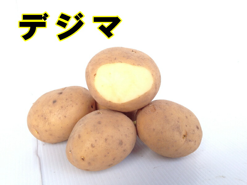 種ジャガイモ・種いも】「デジマ」の種じゃがいも 約500g入【春