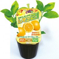 レモン21」 9cmポット苗 | 【果樹・他の植物の苗】,【果樹の苗木