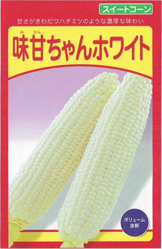 1【畑から直送】白雪姫ML16本　農薬化学肥料不使用 鹿児島県産スイートコーン 武蔵野種苗園 スイートコーン 夏まき味甘ちゃん 約100粒詰