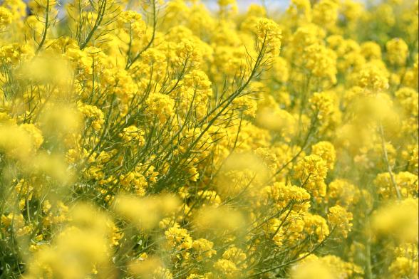 菜の花の咲く名所 IN 市川市・松戸市、江戸川区・葛飾区