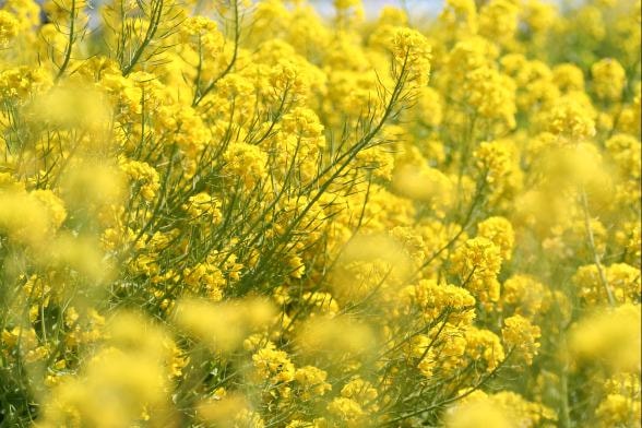 菜の花の種子 20kg」【宅配便対応】（なのはな、ナノハナ、アブラナ