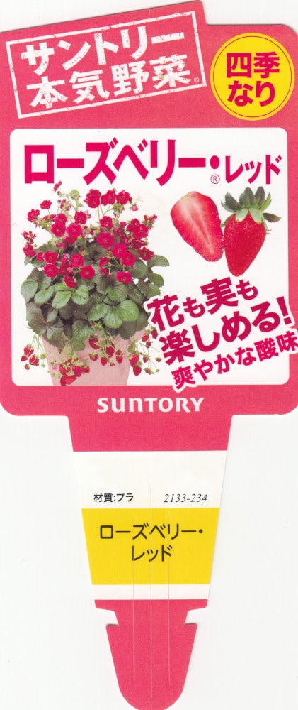 いちご苗 紅ほっぺ 3寸ポット入り 24本