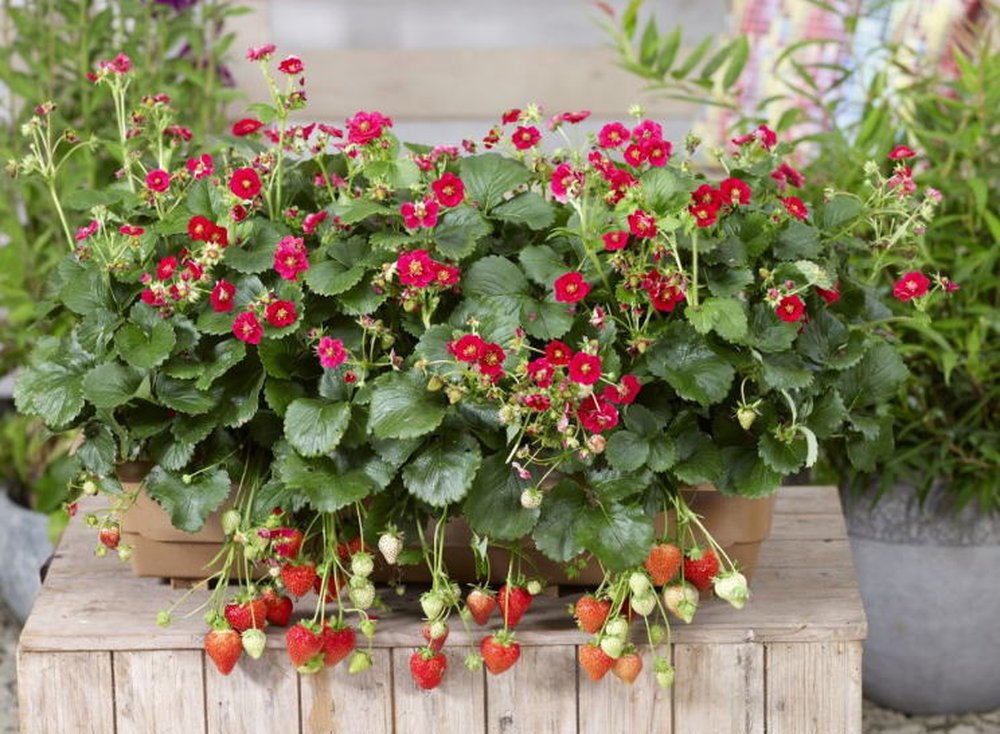 苺苗 さちのか 9cmポット 300株 野菜の苗/25年9月中下旬予約 イチゴ