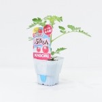 ������Υߥ˥ȥޥ��ġ֤פ����9cm�ݥåȡڣ�����ܡ�5����ȯ��ʬͽ���