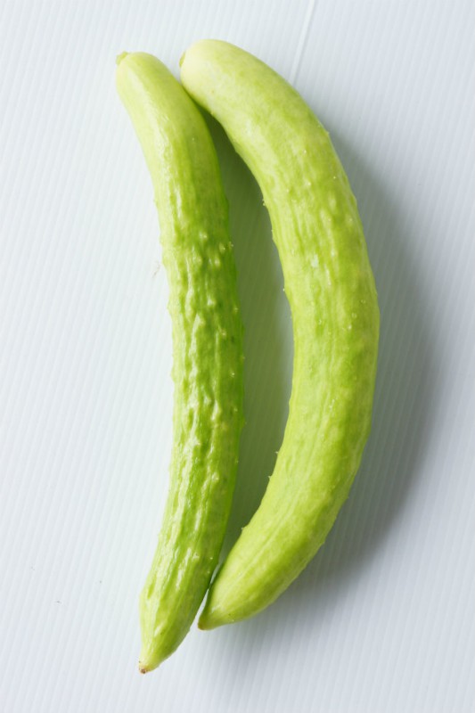 きゅうり三昧「うぐいすきゅうりの苗」9cmポット【5月上旬発送分予約