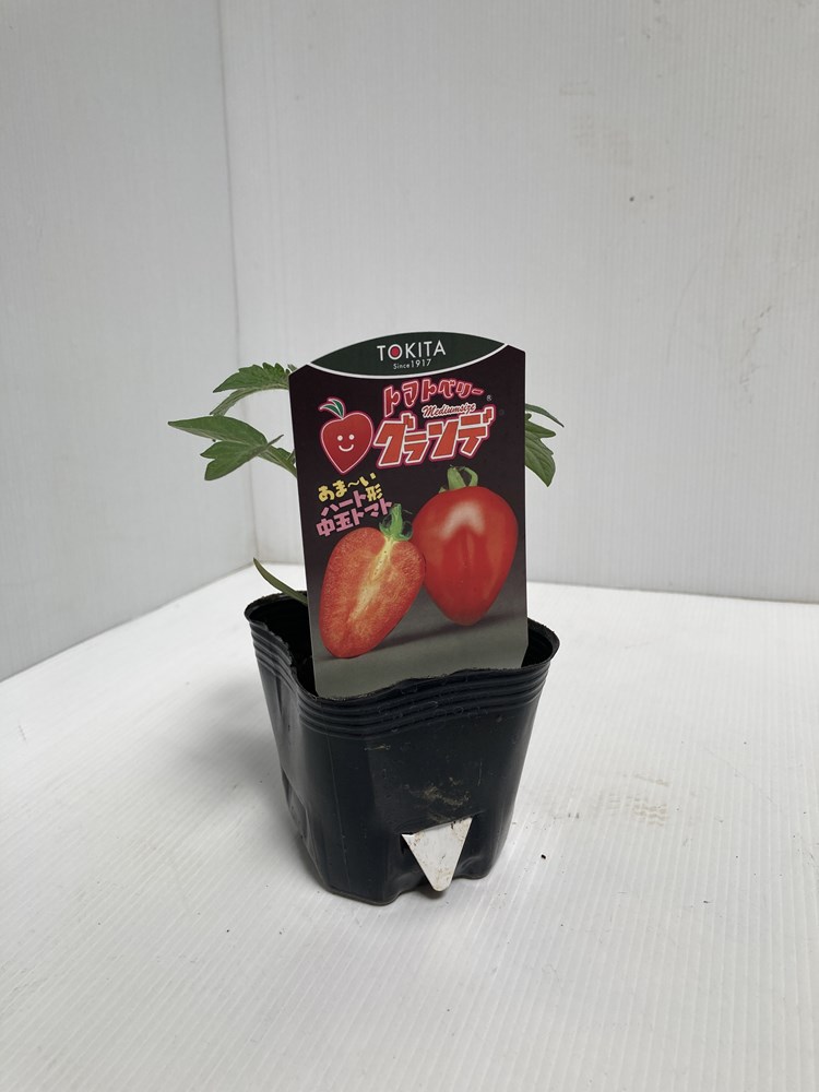 トマトの苗「トマトベリーグランデ」（実生）9cmポット【4月中旬～5月