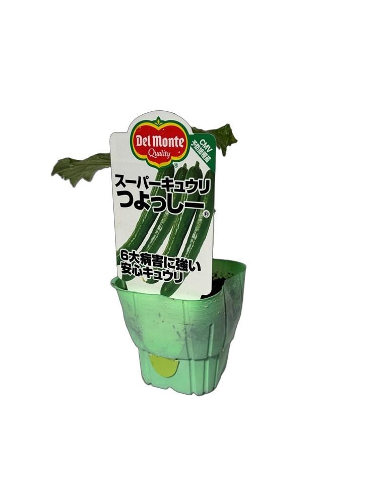 デルモンテ スーパーキュウリ苗 「つよっしー」9cmポット【4月中旬～5