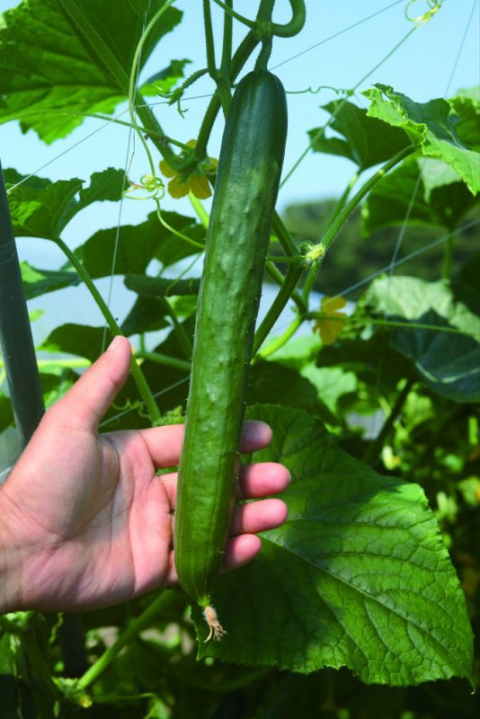 デルモンテ スーパーキュウリ苗 「つよっしー」9cmポット【4月中旬～5