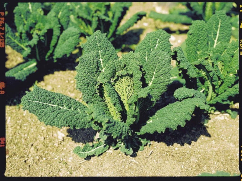 ���ĺμ�졡�����ܥ������꡼�ա�[�����̡���200γ]