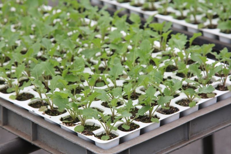 香味菜】「ケールッコラ 128穴セル苗」【受注生産：受注より約1ヶ月後