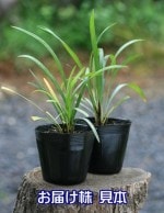 Ĺ֥֥ꥣޡ⡹ǯָ߳ˡ10.5cmݥå2ܥå