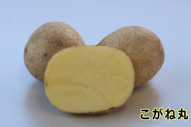 �ڼ兩�㥬���⡦�襤��֤ۡ����ʹݡפμ露�㤬���⡡�󣵣��������ڽե��㥬�����ѡ��������ܡ������ȯ����