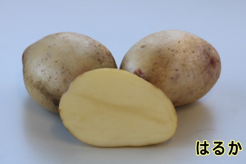 �ڼ兩�㥬���⡦�襤��֤ۡϤ뤫�פμ露�㤬���⡡�󣵣��������ڽե��㥬�����ѡ��������ܡ������ȯ���ۡ��ʼ�̾���Ϥ뤫_��Ͽ�ֹ桧��21532��_�������жػߡ�