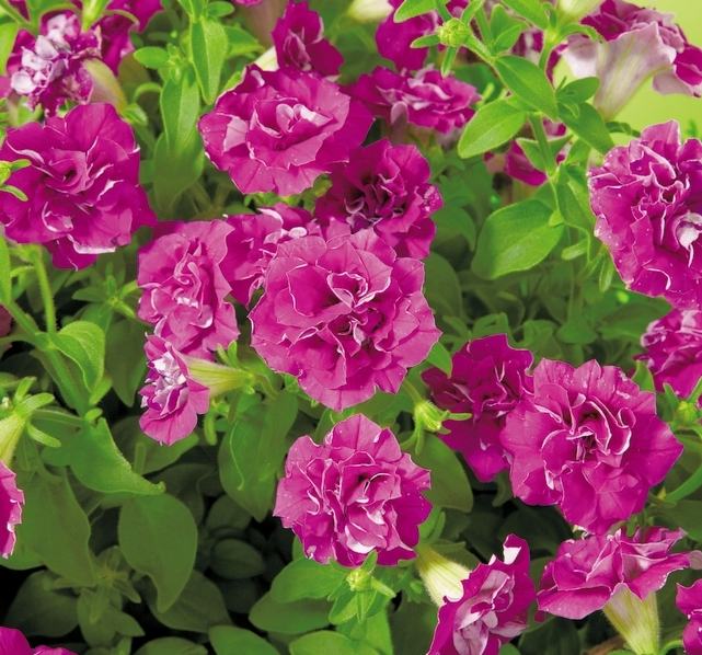 サントリーフラワーズ「サフィニアフリル ピンクの苗」9cmポット【3月