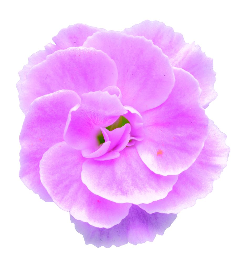 ȥ꡼ե ֥ߡ ԥ󥯡 9cmݥå2ܥåȡ3ܽв١