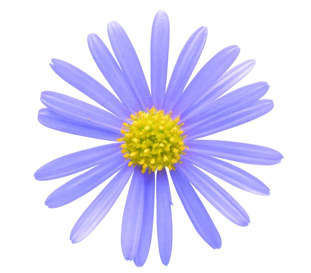 ȥ꡼ե ޥ ֥롼 9cmݥå2ܥåȡ3ܽв١