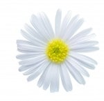 ȥ꡼ե ޥ ۥ磻ȡ 9cmݥå2ܥåȡ3ܽв١