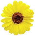 ȥ꡼ե ֥ޥåޥ  10.5cmݥåġ3ܽв١
