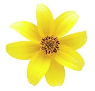 ����ȥ꡼�ե��� �֥ӡ����� ���������� 10.5cm�ݥå��ġ�3����ܽв١�