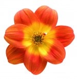 ȥ꡼ե ֥ӡ 󥸡 10.5cmݥåġ3ܽв١