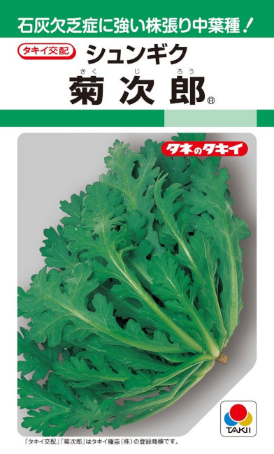 多彩な色の菊の苗 8月変り咲菊 - e-MUMshop