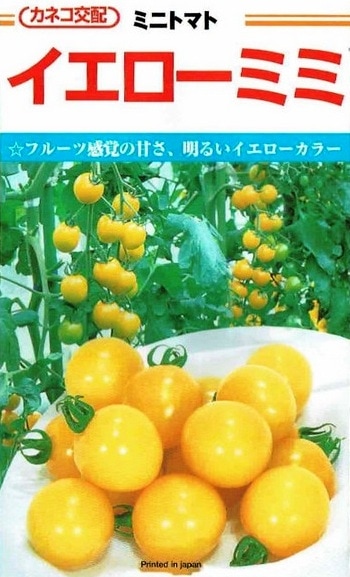 カネコ種苗 ミニトマト イエローミミ [内容量：約10粒] | 【メーカー名