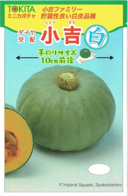 トキタ種苗 ミニカボチャ 小吉白 [内容量：約7粒] | 【メーカー