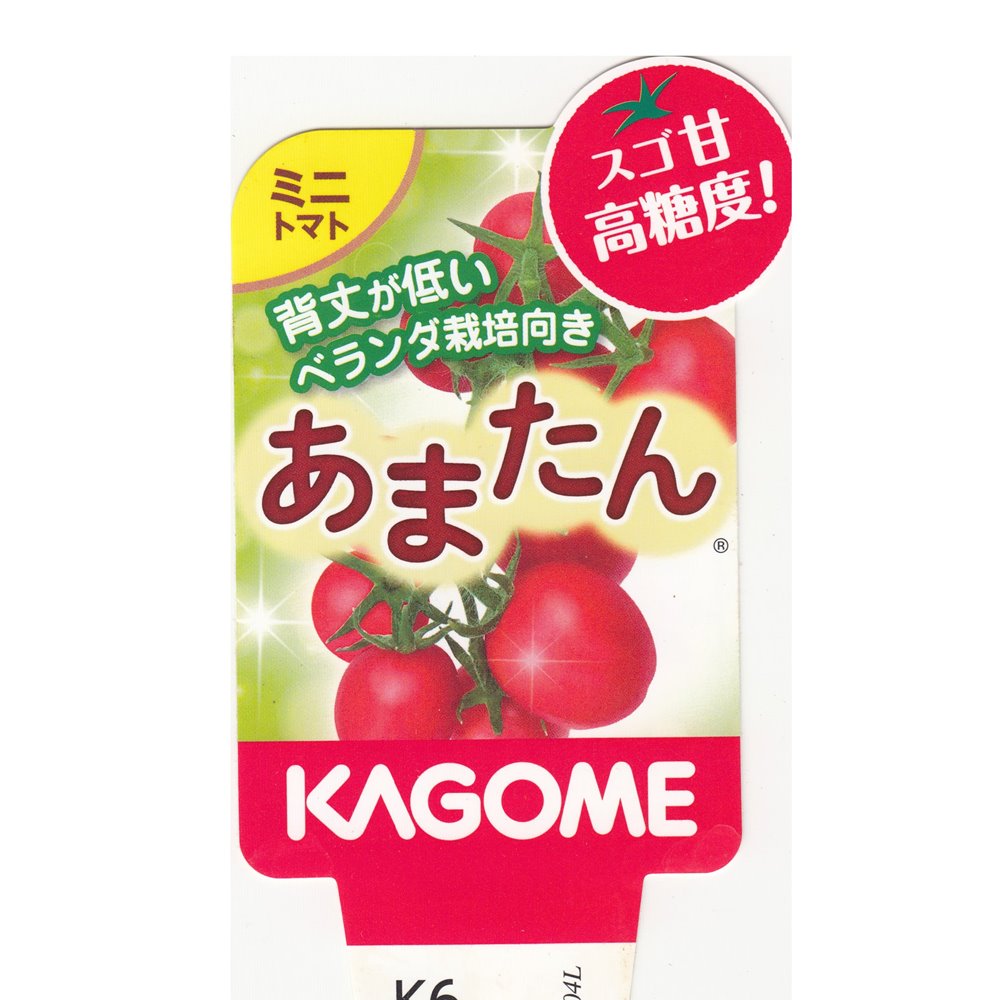 あまたん カゴメのミニトマト苗「あまたん」9cmポット【4月中旬～5月上旬発送分