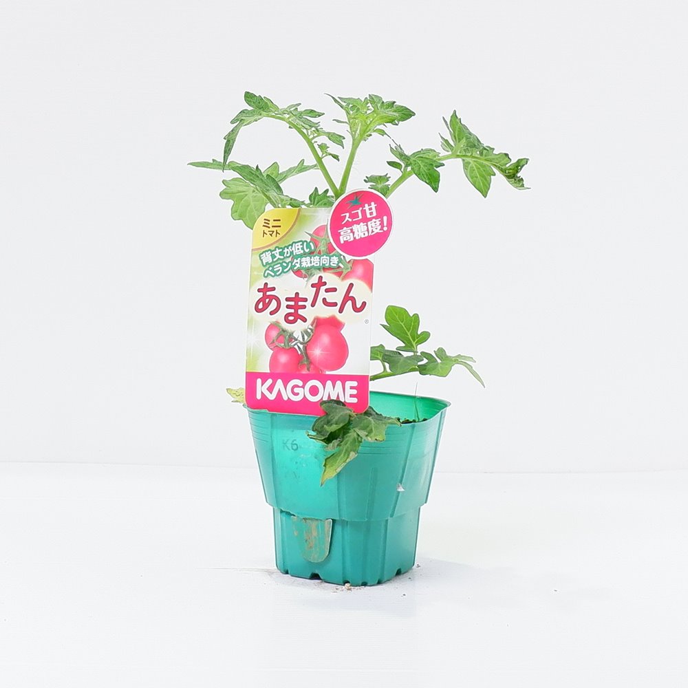 あまたん カゴメのミニトマト苗「あまたん」9cmポット【4月中旬～5月上旬発送分