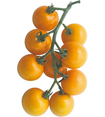 デルモンテ 中玉トマト苗 「黄金のトマト」9cmポット【4月中旬～5月