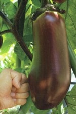 �ʥ����� �ֱ����� ŷ��ʤ���10.5cm�ݥåȡڣ�����ܡ�5����ȯ��ʬͽ���