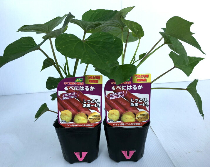 べにはるか　苗 さつまいも苗 【 べにはるか 】 150本 【予約販売 芋づる