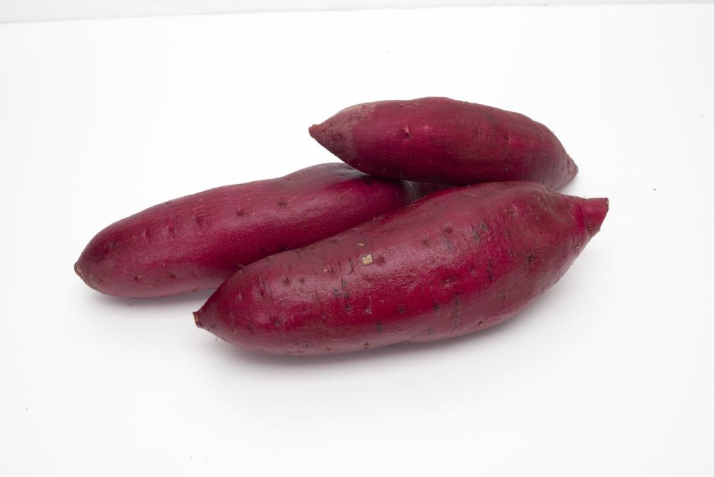 カネコ種苗のつる取り用親株さつまいも苗「ベニアズマ」9cm