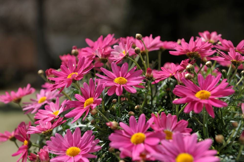 ����ȥ꡼�ե��� �֎Ύގݎ��ގώ����ގڎ��ġ��������ԥ󥯡� 10.5cm�ݥå��ġ�3����ܤ��в١�