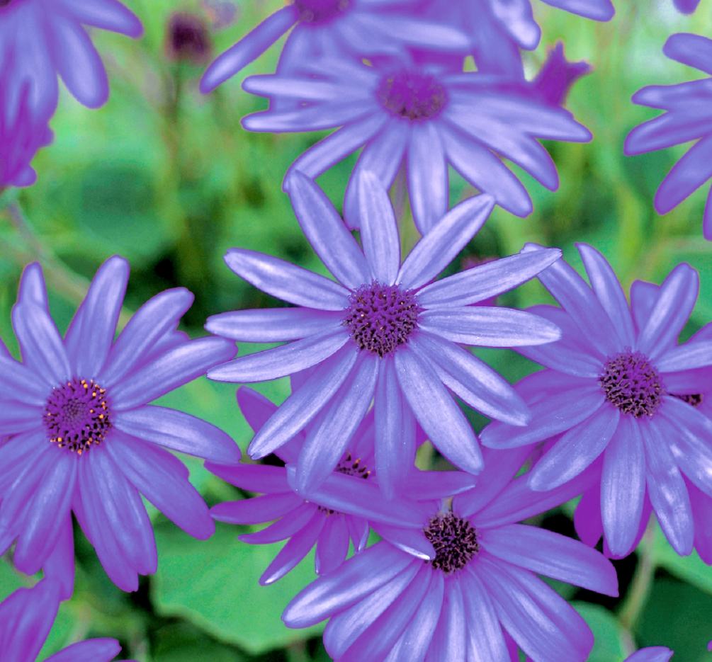 ����ȥ꡼�ե��� �֥��ͥåƥ����֥롼�� 10.5cm�ݥå���2�ܥ��åȡ�10����ܽв١�