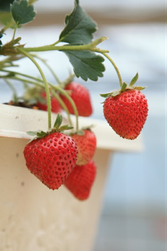 いちご苗「とちひとみ（pvp） 4本セット・肥料付」9cmポット苗